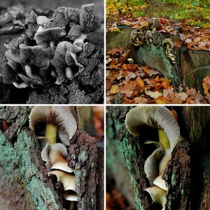 Herbst