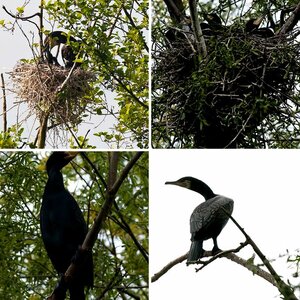 Kormoran