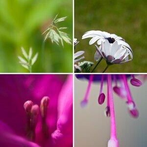 Blumen Makros