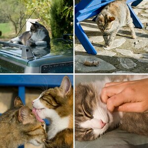 Katzen an der Coste Faena in Monte Castello di Vibio