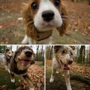 Hunde