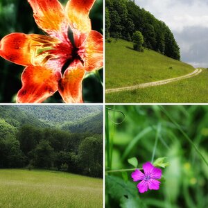 Blumen der Alb