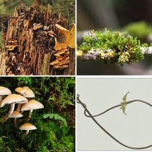 Natur IV
