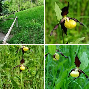 Frauenschuh (Cypripedium calceolus)