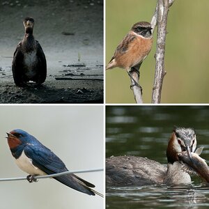 Naturfotografie II