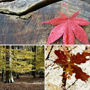 Herbststimmung