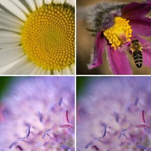 Gartenblumen