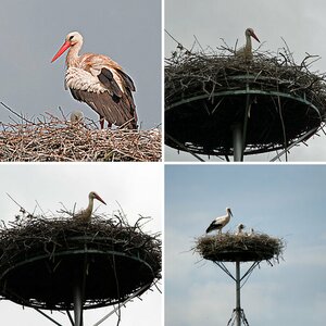 Storch
