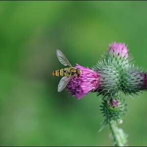 Macro
