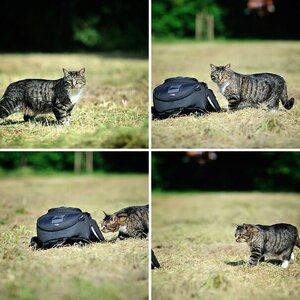Katze