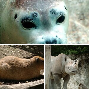 zoo zürich