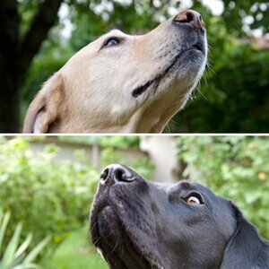 Hunde