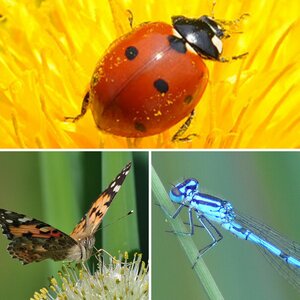 Insekten