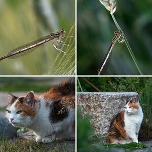 Tiere (diverse)