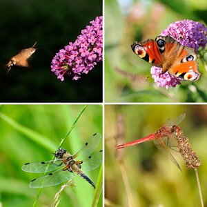 Insekten