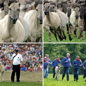 Wildpferde Dülmen