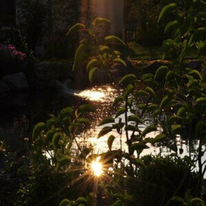 Abendstimmung am Gartenteich