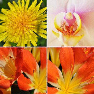 Pflanzen & Blumen