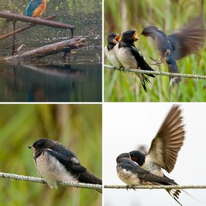 Vogelfotografie 1te Bilder