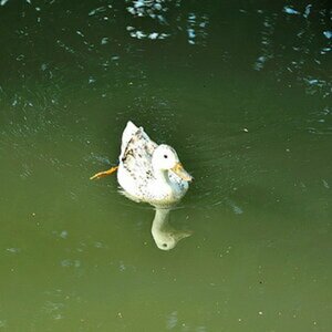 Die Ente