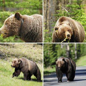 Grizzly