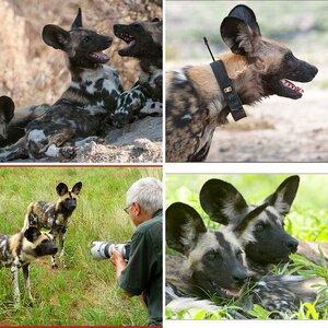 Wild Dogs