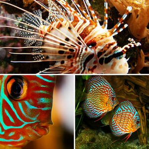 Natur, Tiere