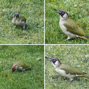 Natur 1.2 Vögel