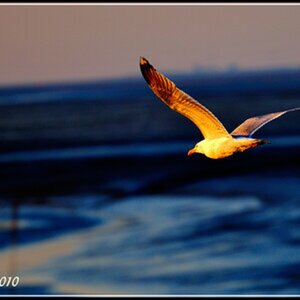 Dangast