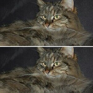 Katzen