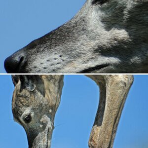 Hunde