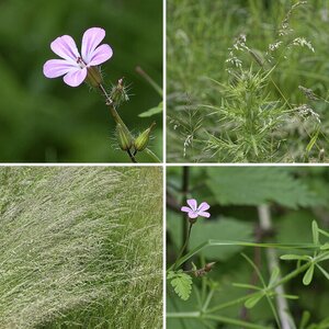 Natur 3 Flora