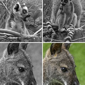 Natur 2 Fauna eingesperrt