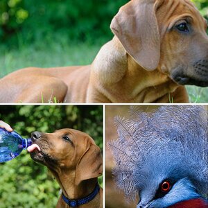 Fauna