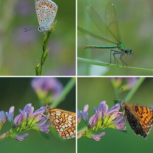 Insekten (2)