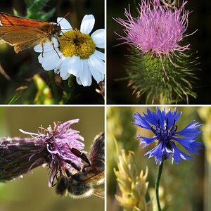 Weiherbilder
