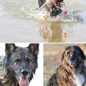 Hunde