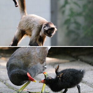 Tiere