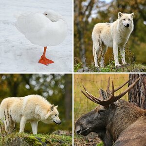 Tiere