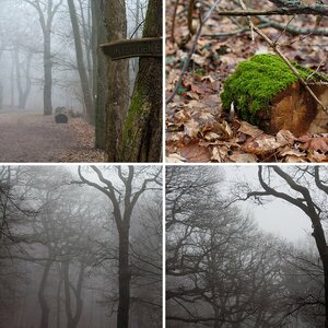 Nebelwald
