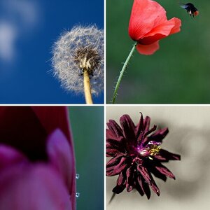 Blumen