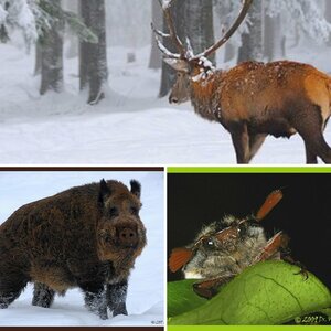Tiere