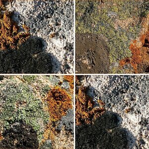 Flechten (Lichen)
