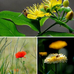 Blumen und Blueten