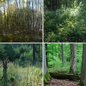 Wald