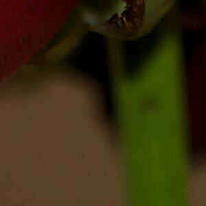 Testbilder