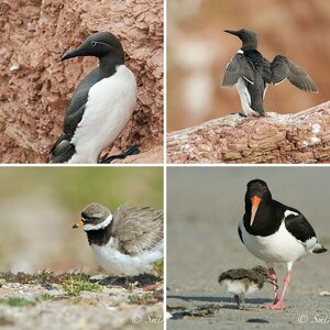Helgoland 2009