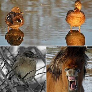 Tiere