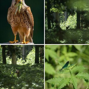 Wildlife