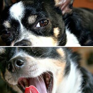 Jerry mein kleiner Chihuahua